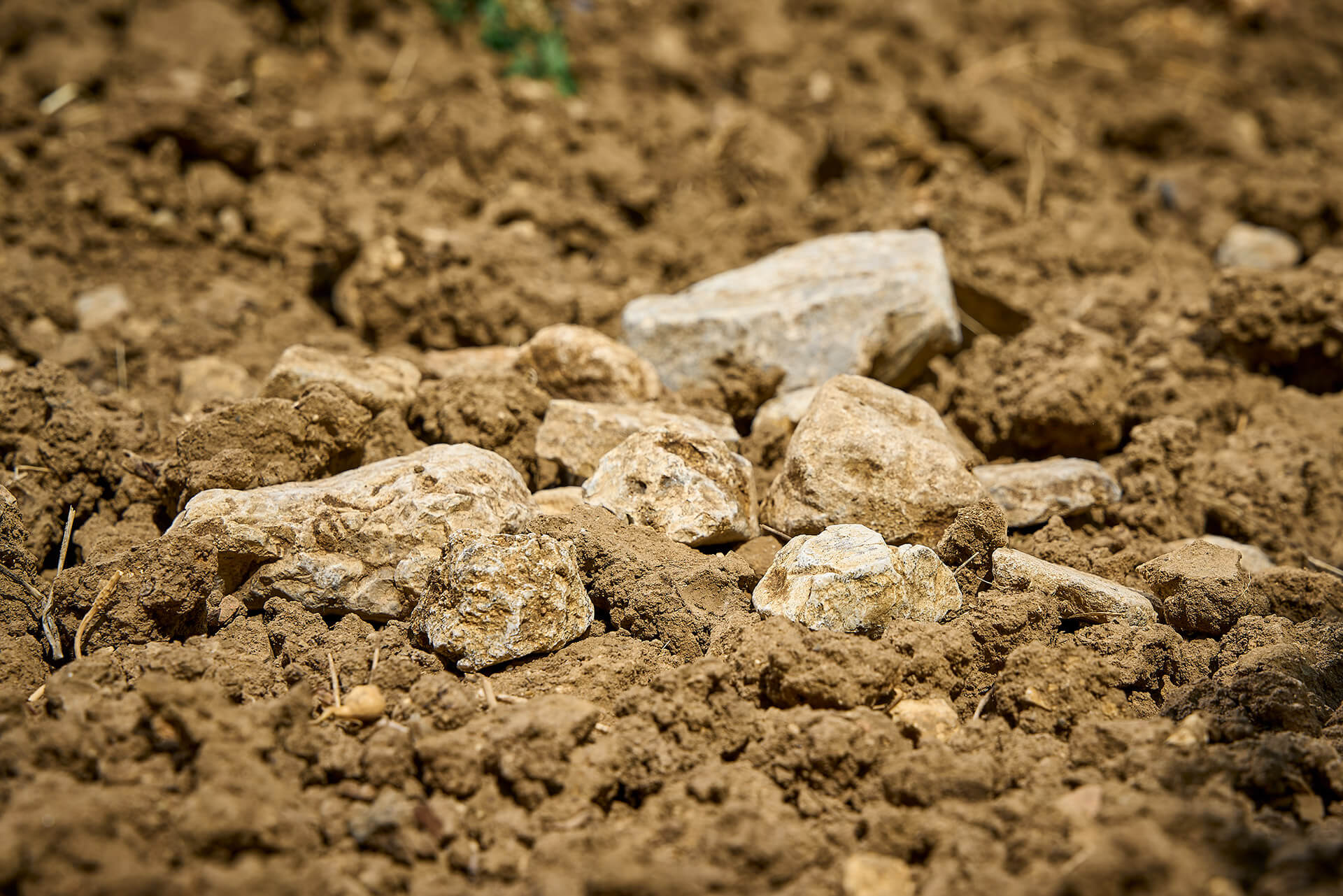 Terroir Haardter Herzog – Sandiger Lehm, Tonmergel, Buntsandstein, karger Haardtsandstein