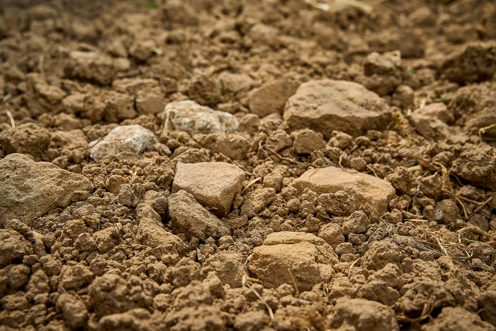 Terroir Königsbacher Ölberg – geprägt von lehmigen Sand, sandigen Lehm und Kalkmergel