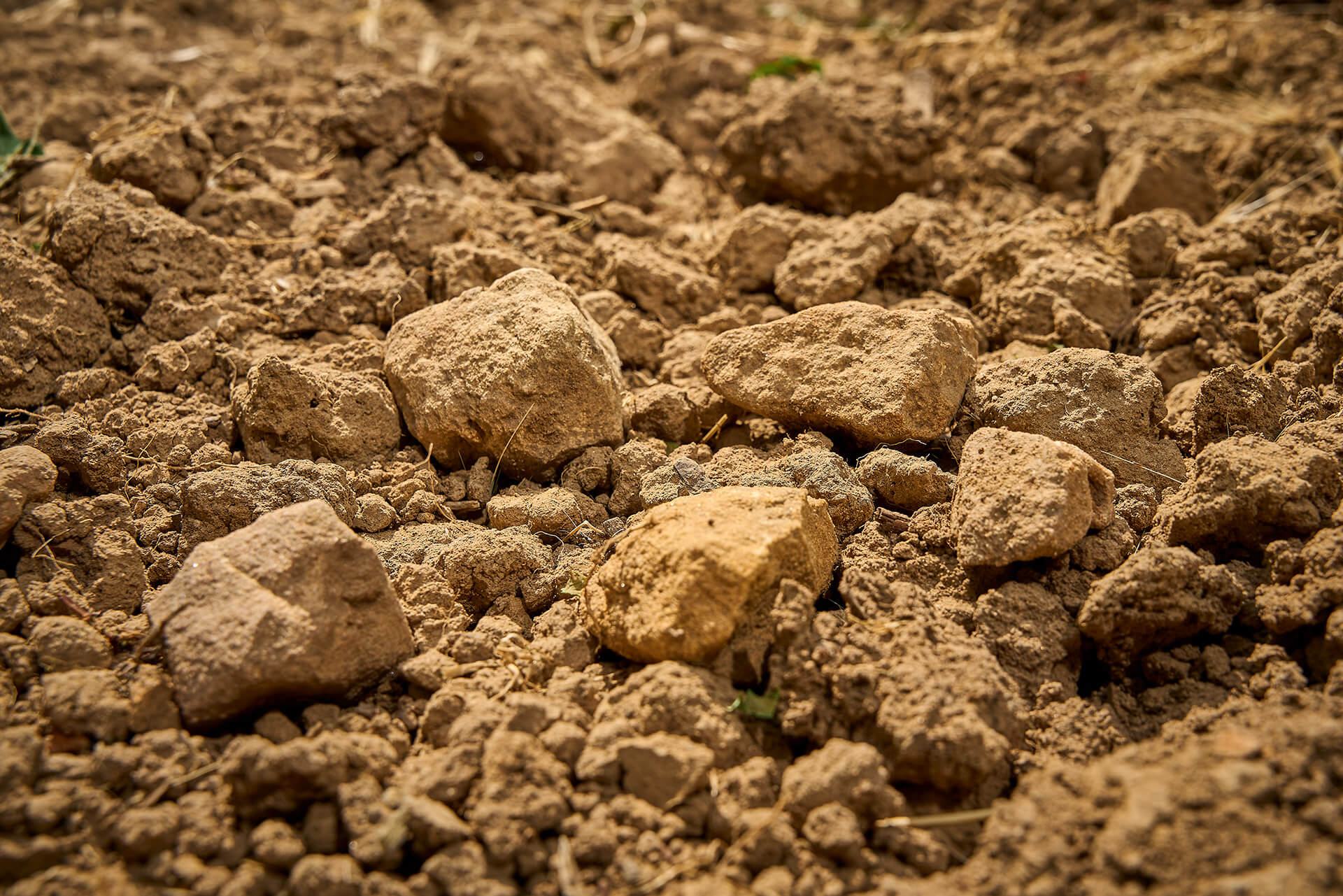 Terroir Deidesheimer Langenmorgen: Lehmiger Sand, Buntsandsteinverwitterung mit Kalk