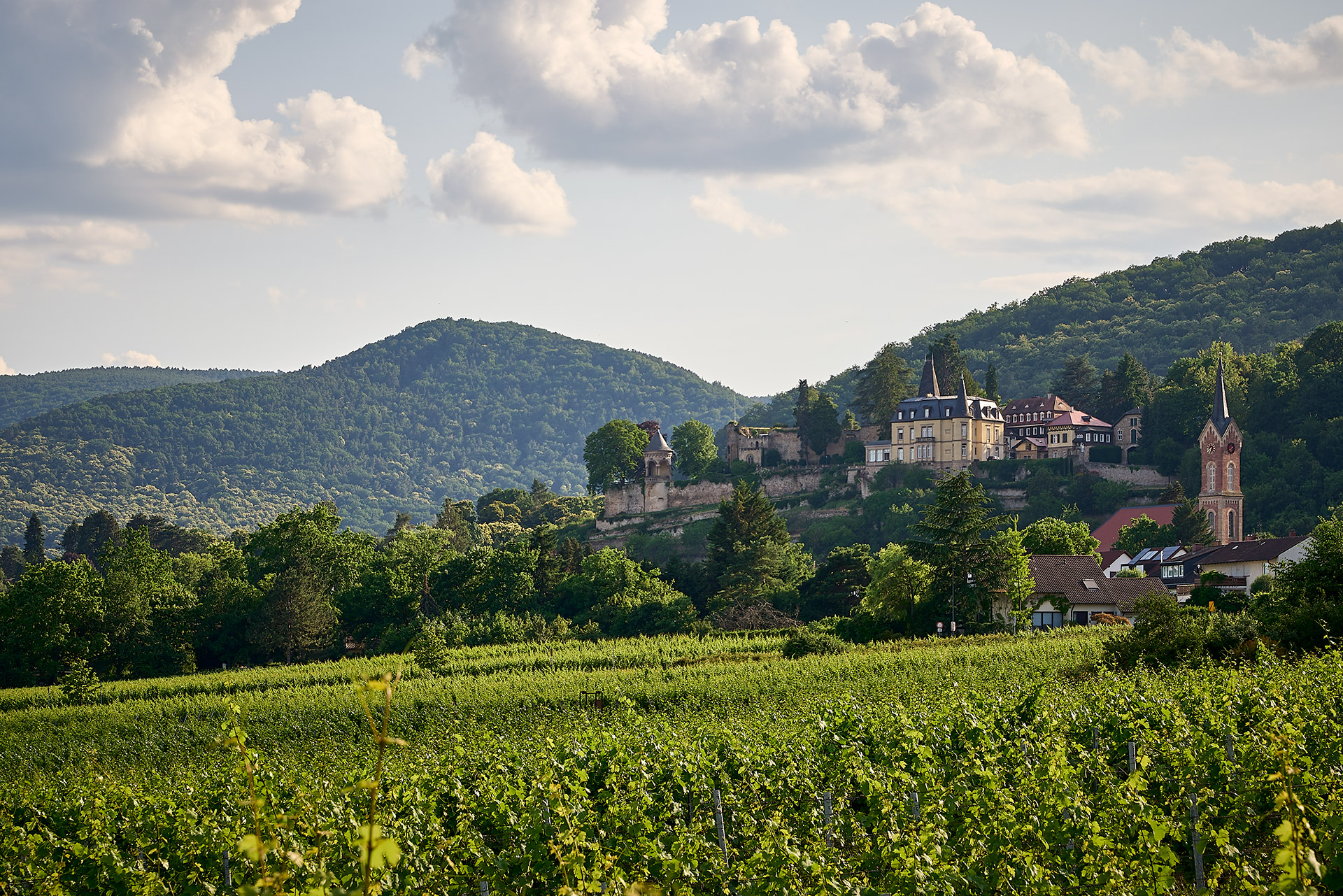 Blick auf die Weinlage Haardter Herzog