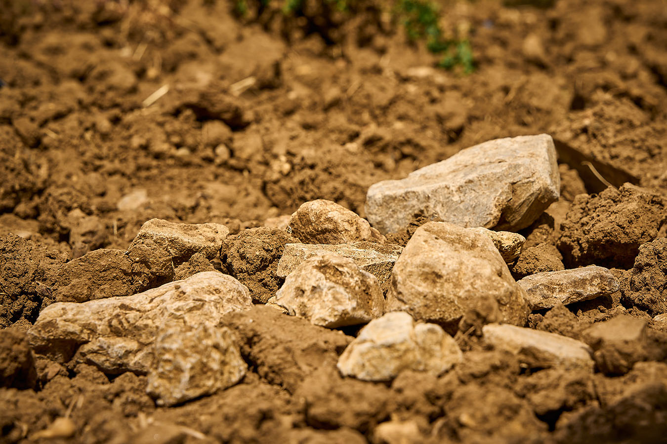 Die Böden der Weinlage Haardter Herrenletten