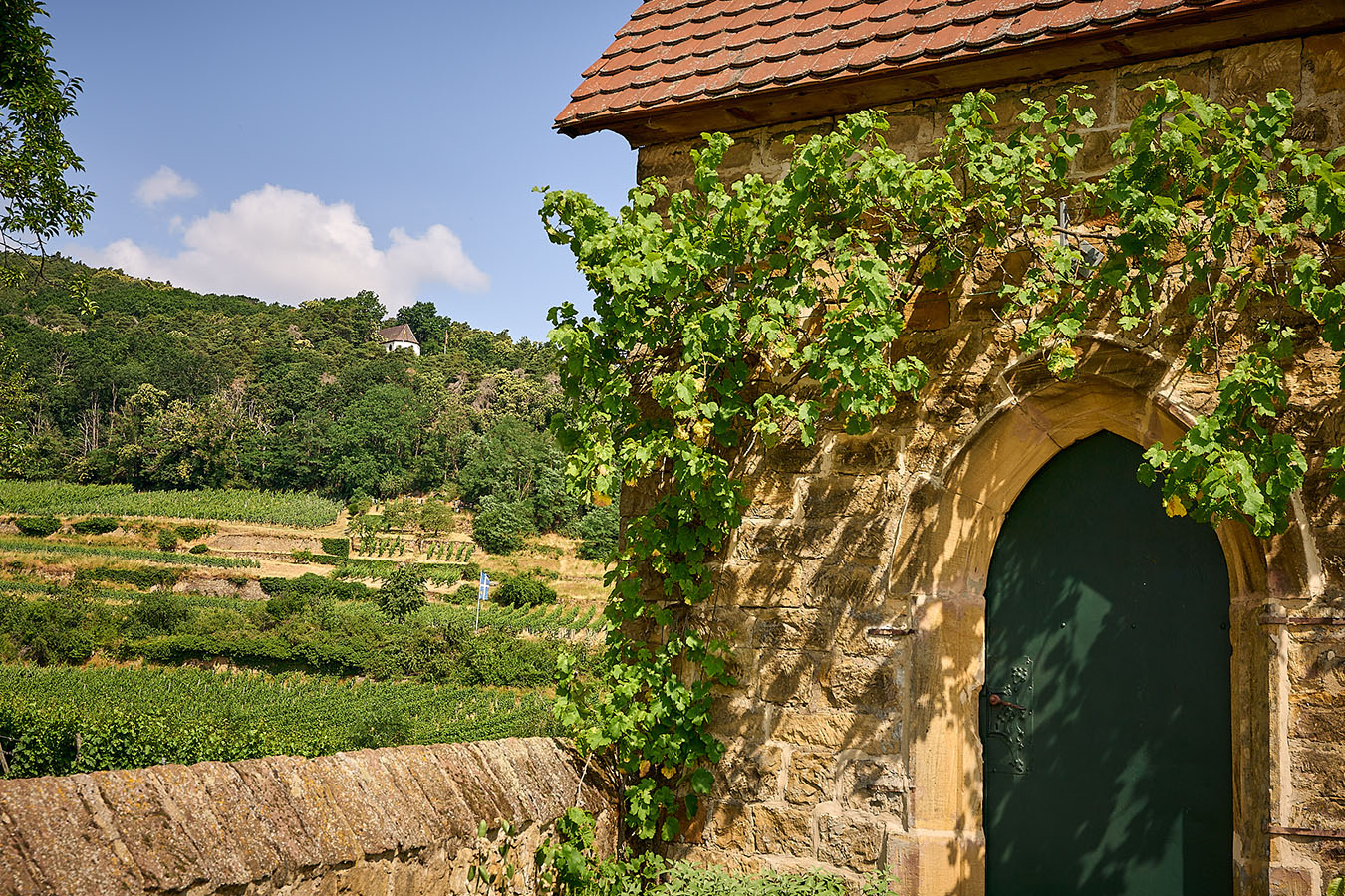 Blick in die Weinlage Deidesheimer Kieselberg