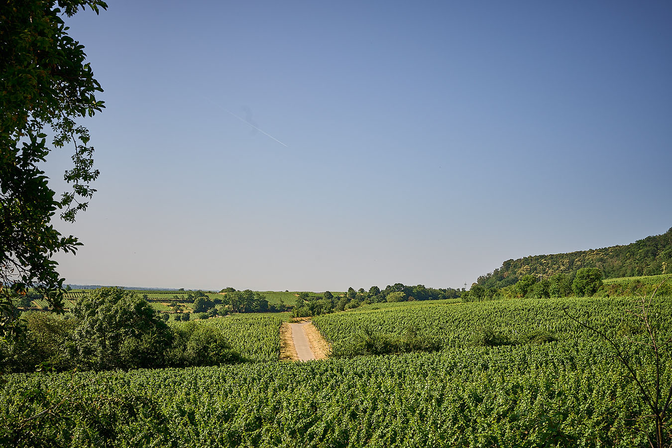Blick auf die Weinlage Deidesheimer Langenmorgen