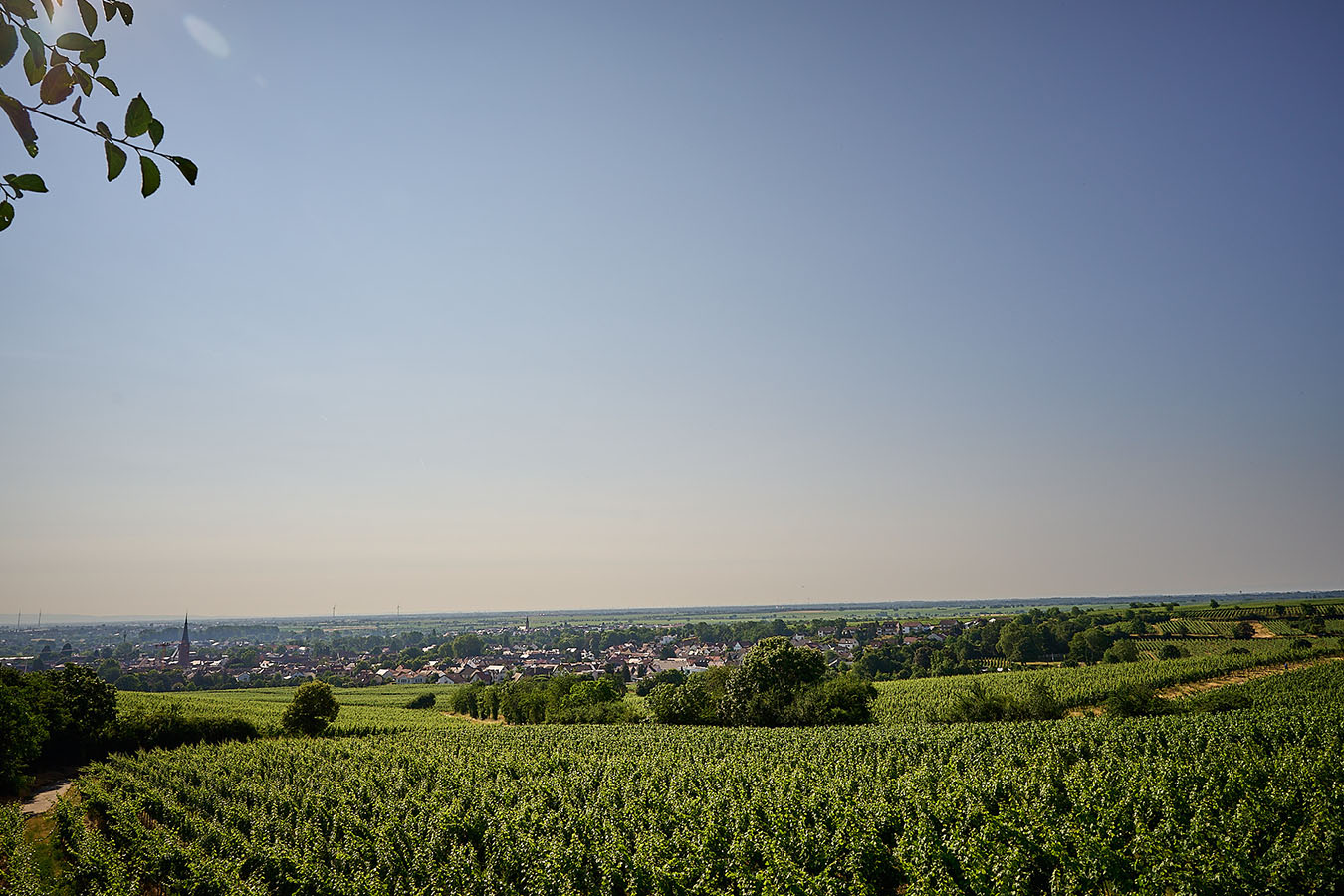 Blick auf die Weinlage Deidesheimer Leinhöhle