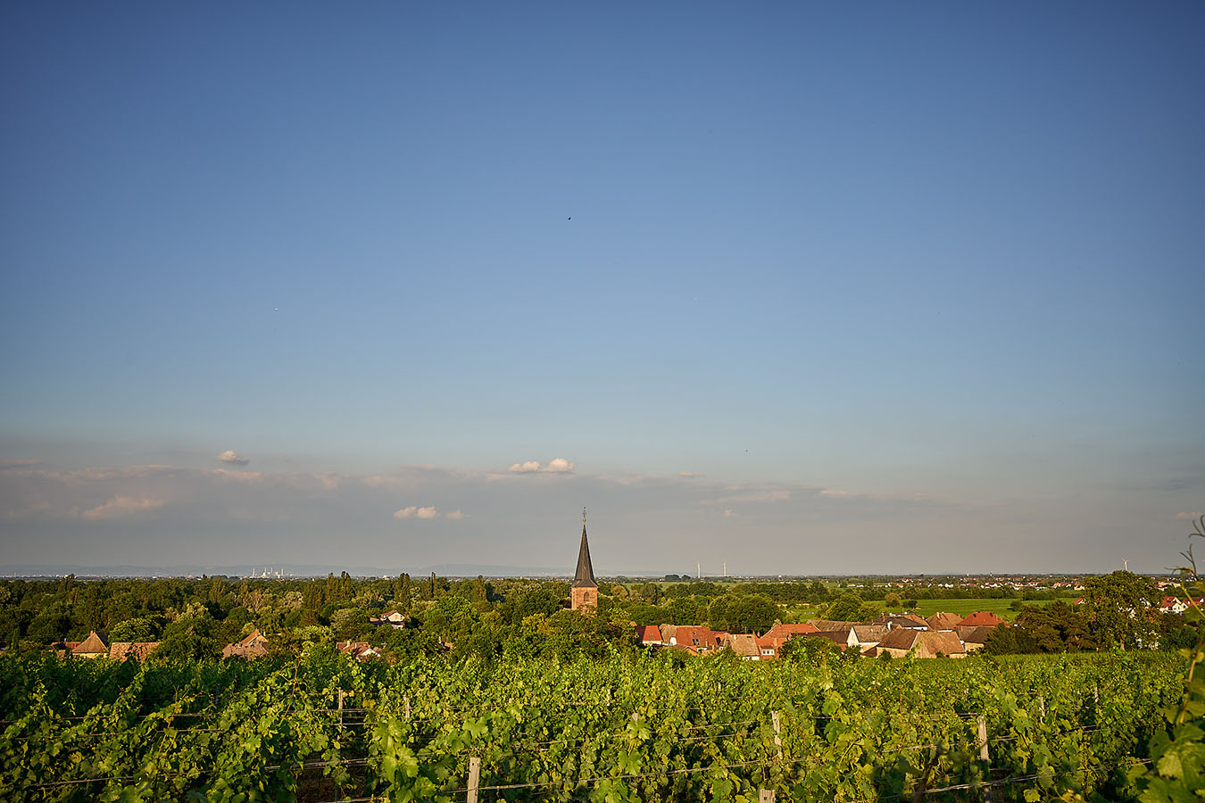 Blick in die Weinlage Forster Elster