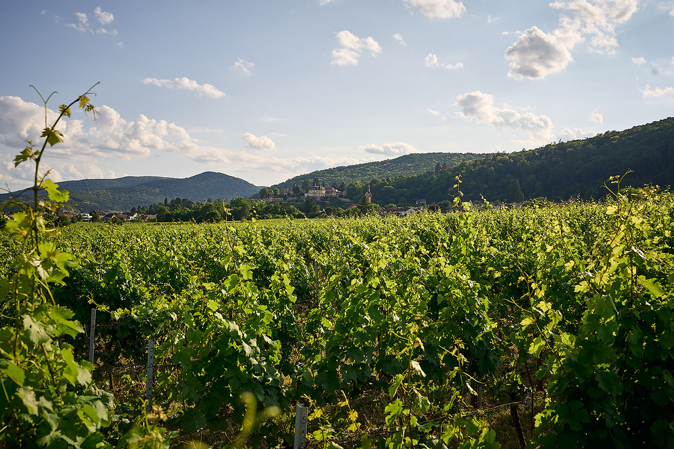 Blick auf die Weinlage Haardter Bürgergarten